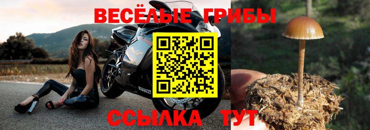 Псилоцибиновые грибы прущие грибы  Бор 